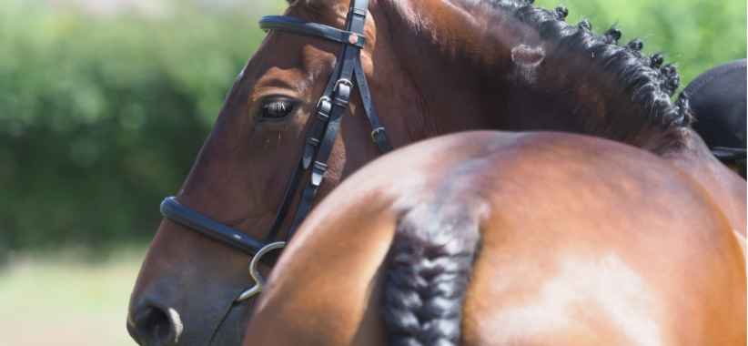 Prep Like a Pro: Top Tips and Products for Horse Shows
