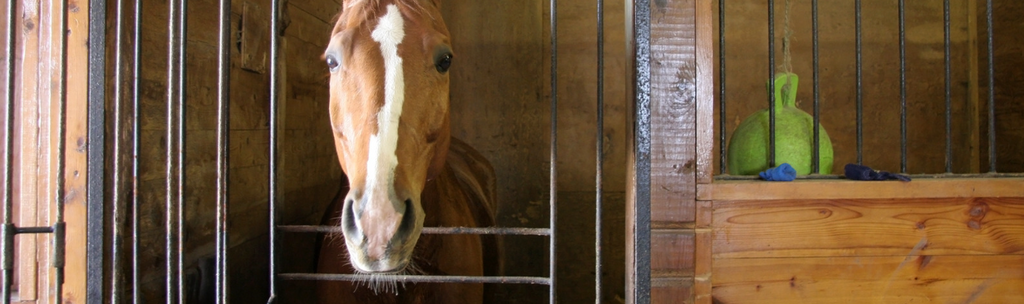 The Vitality of Equine Mental Stimulation: Nurturing Your Horse’s Well-Being