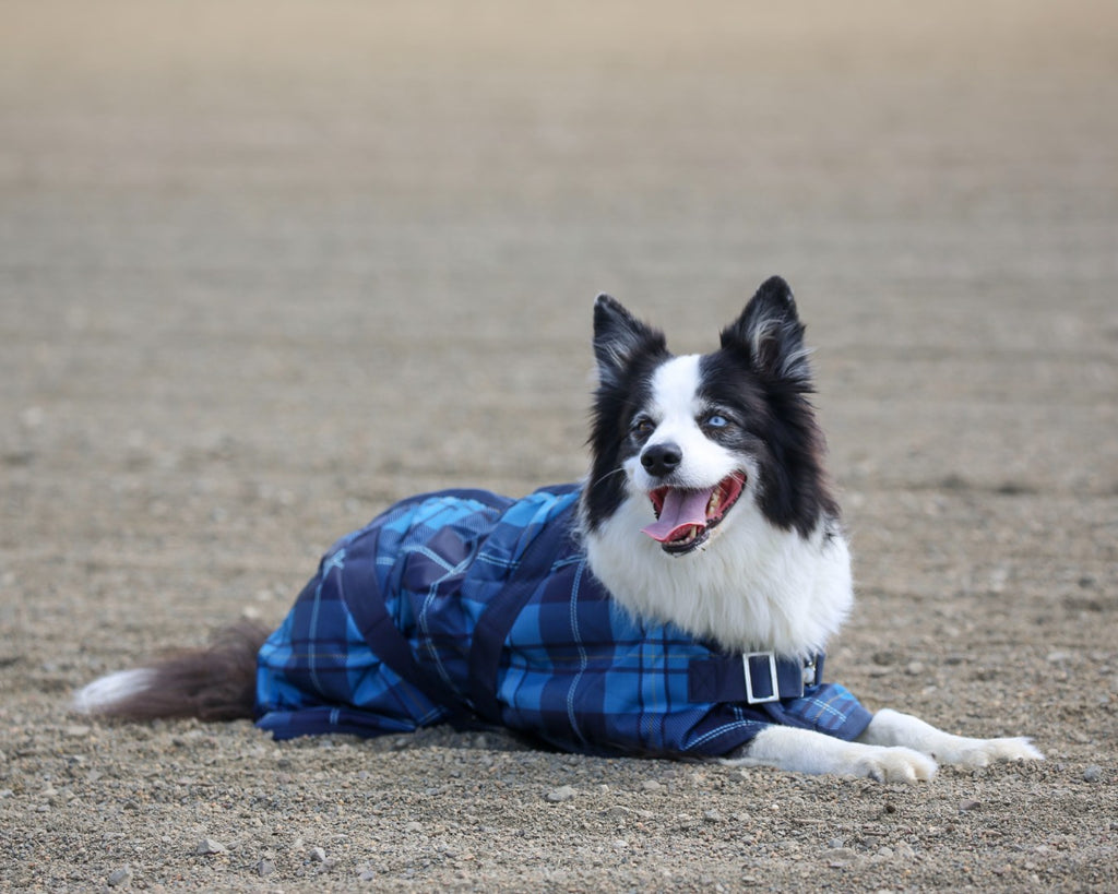 Thermo Master Supreme Dog Coat - Blue Tartan