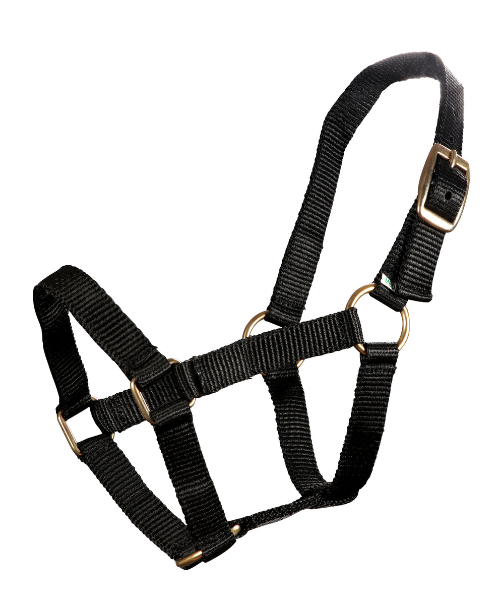 Piccolo Mini Horse PP Halter Greg Grant Saddlery