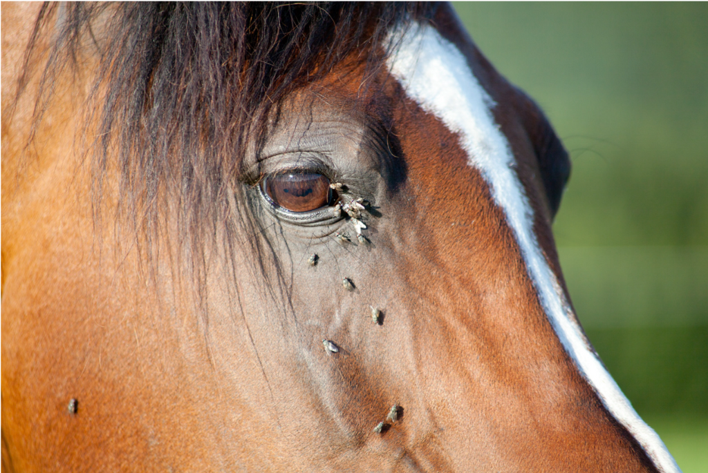 All Things Insecticide, Fly Protection and Parasite Prevention