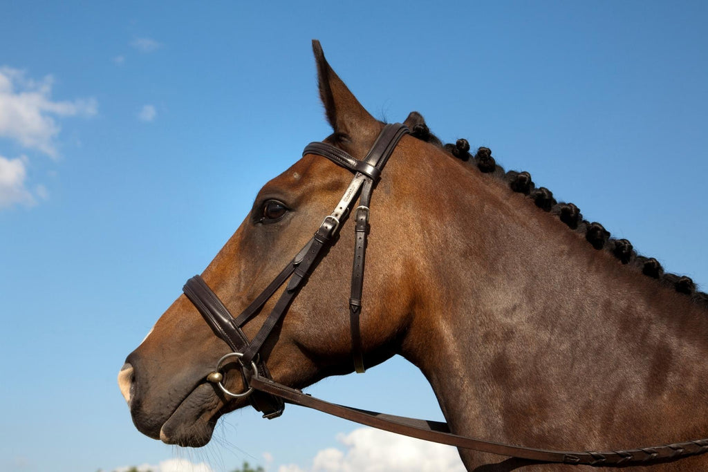 Top Five Tips for Braiding your Horse’s Mane