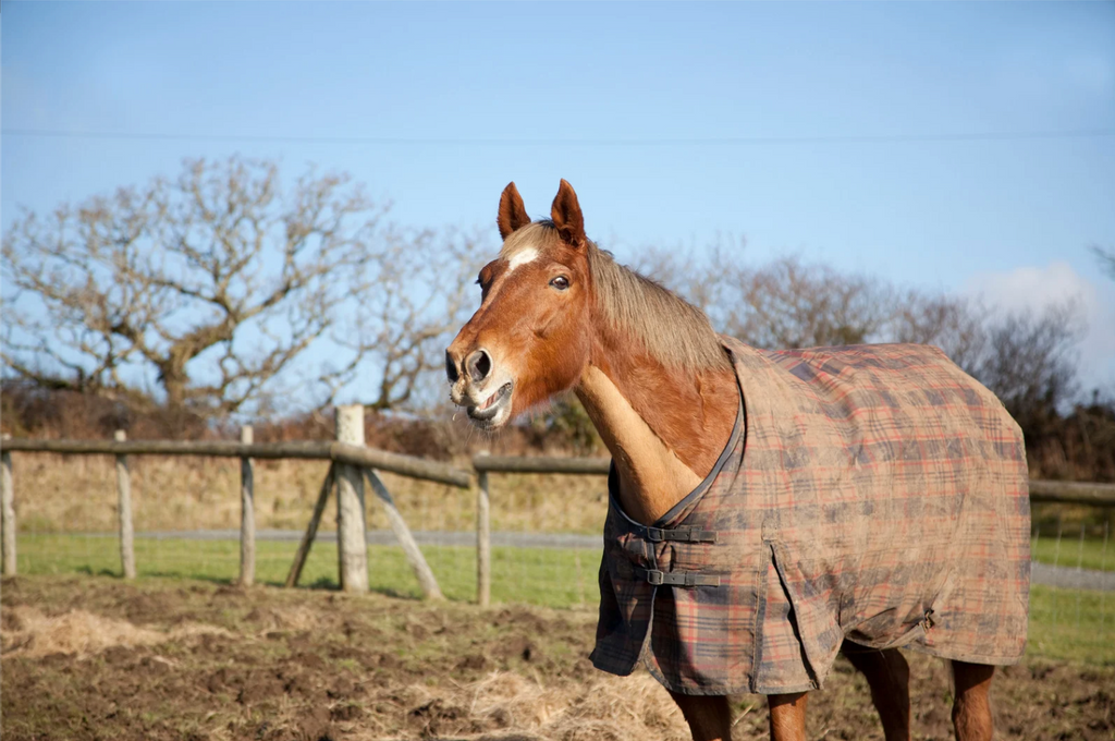 Storing Your Winter Horse Rugs: A Guide for Every Equestrian and Horse Owner
