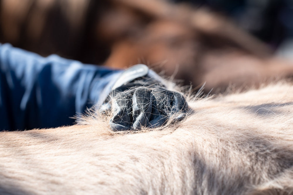 Saying Goodbye to Winter Coats: The Best Tools for Deshedding Your Horse from Greg Grant Saddlery