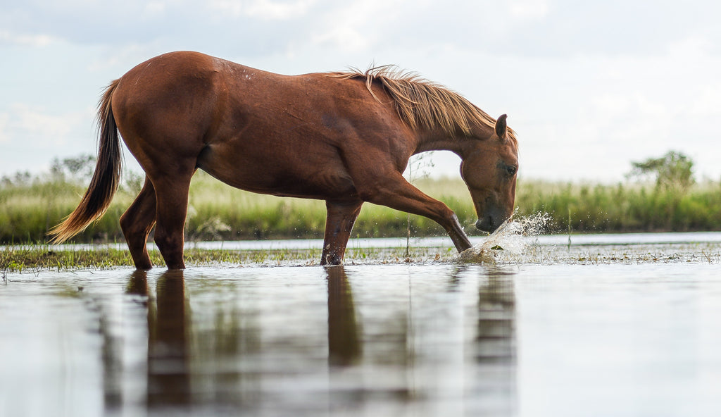 Water And Horses - How much water should your horse drink?