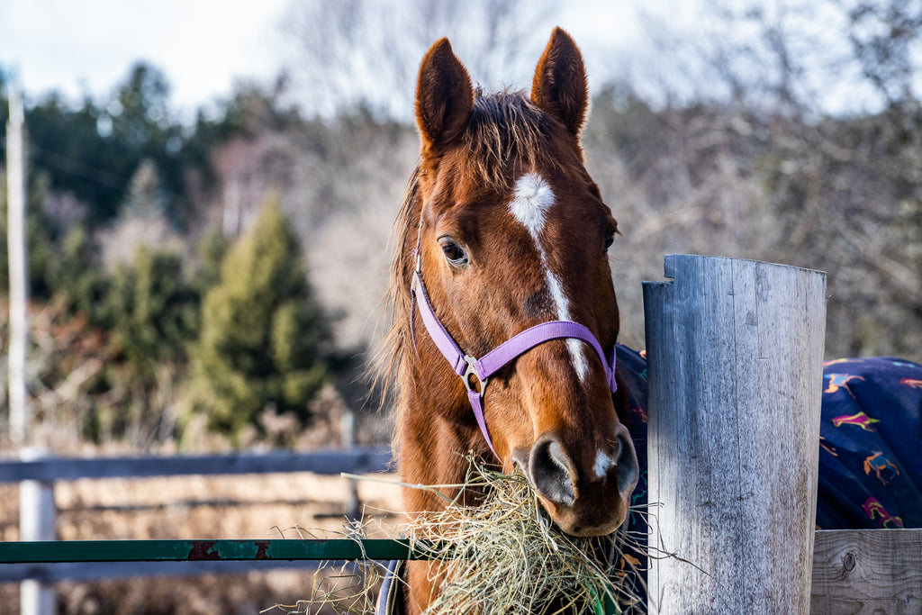 Horse eating grass, has aided digestion from Apple Cider Vinergar