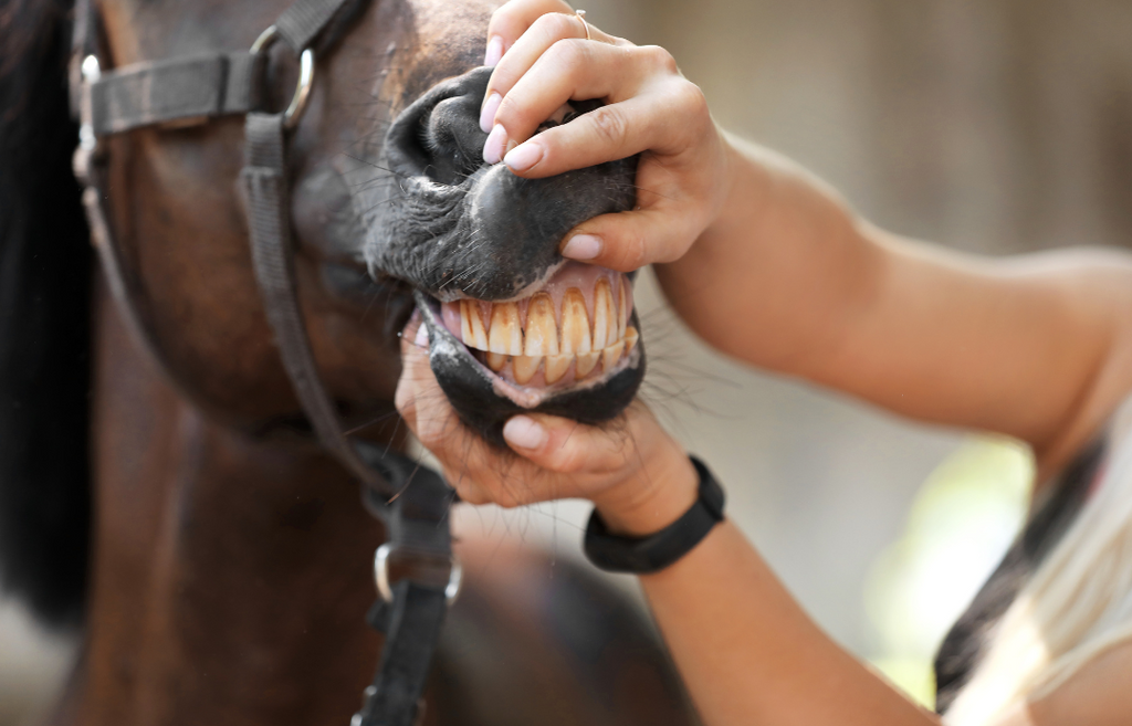 Spring into Horse Health Care: Tips for Keeping your Horse Happy and Healthy!