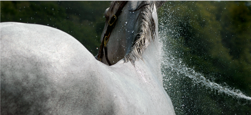 Summer Bliss: A Complete Guide to Keeping Your Horse Cool and Content