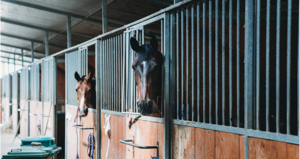 Reviving the Riding Season: Equestrian Spring Cleaning Guide