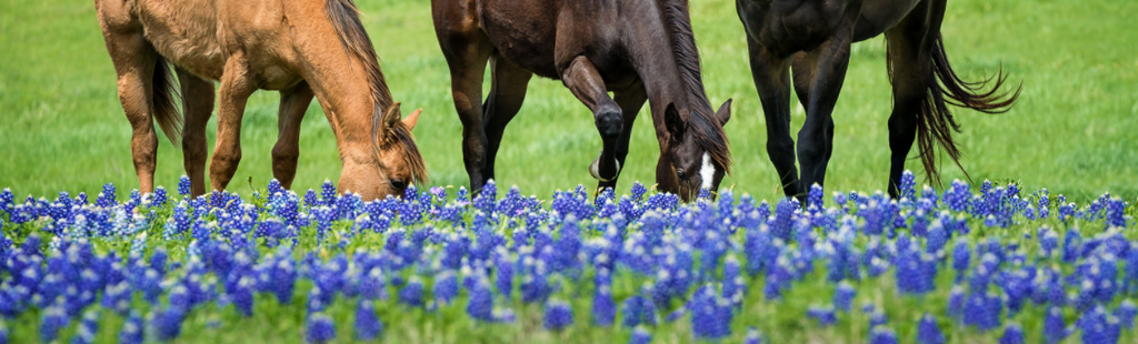 How Your Horse Can Benefit from Spring Grasses