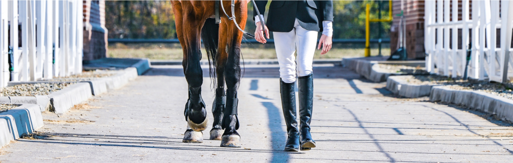 Things You Need to Know: 10 Tips for New Horse Owners