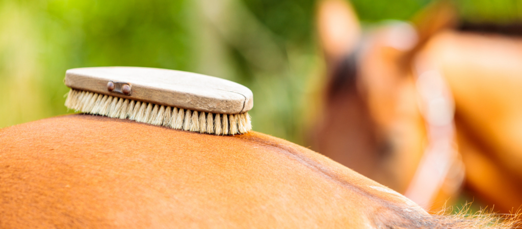 The Hidden Health Benefits: Clean Brushes for a Happy, Healthy Horse