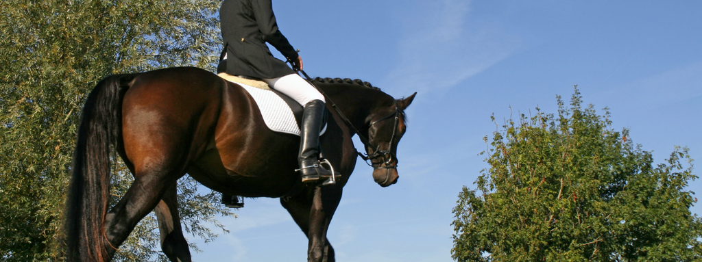 Beat the Heat: Exercising your Horse in Hot Weather