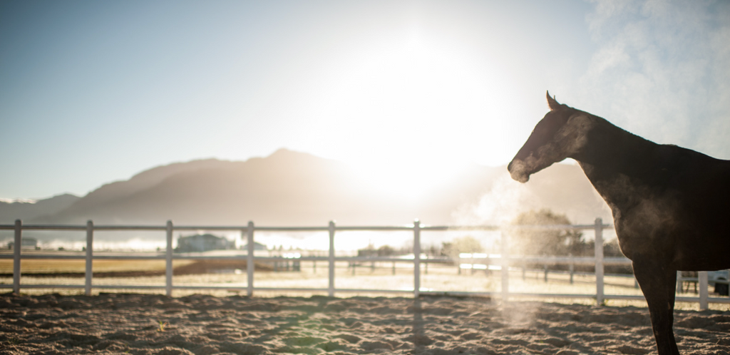 Sunrise to Sunset: Revealing our Top Tips in UV Protection for Horses