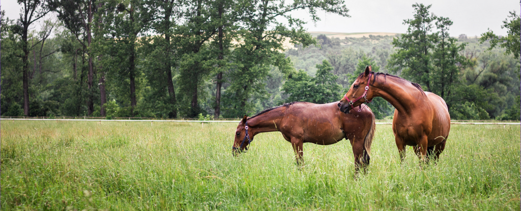 Rain, Mud, and Horses: Essential Care Strategies for Wet Days