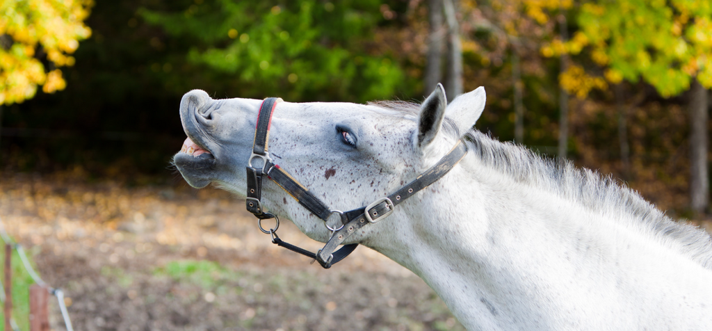 Summer to Autumn Transition: How to Adjust Your Horse’s Feed and Blanketing