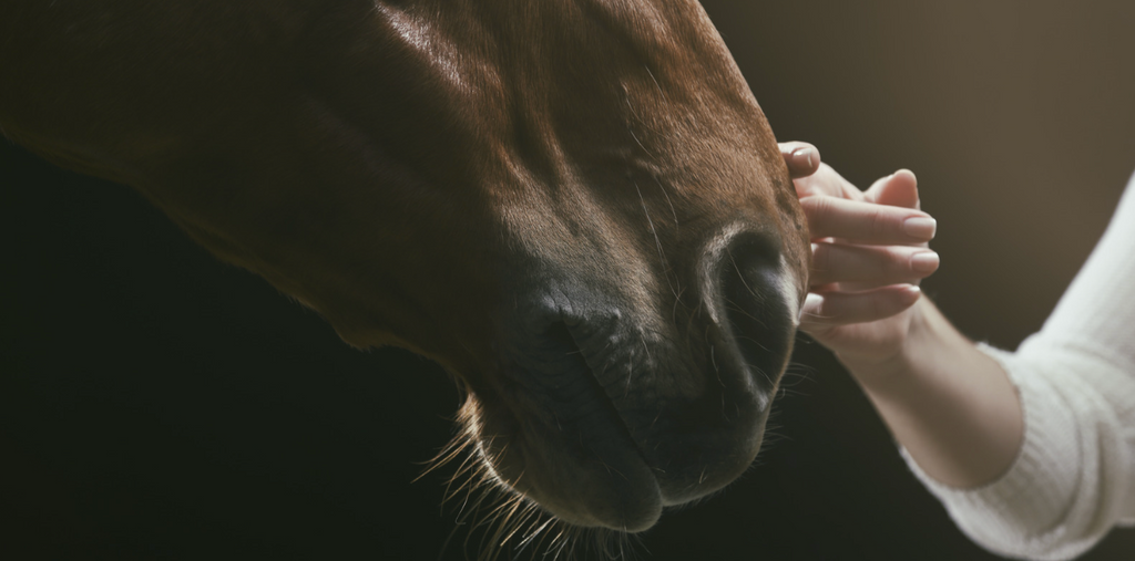 The Benefits of Magnetic Therapy for Your Horse