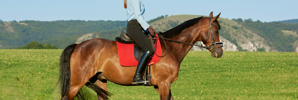 Rebooting the Routine - Part One: Key Considerations for Reintroducing Your Horse to Work