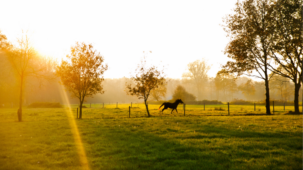 Choosing the Perfect Summer Horse Rug: Keeping Your Horse Cool and Comfy in the Heat