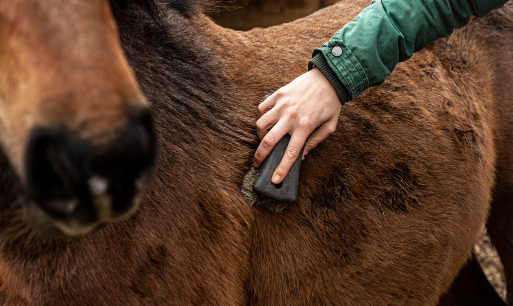 Clipping for Horses: Tips & Tricks for the Ultimate Smooth Coat