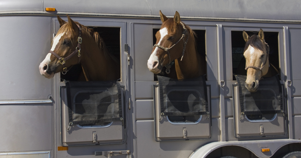 Floating Tips For Beginners – Keeping Your Horse Safe During Travel