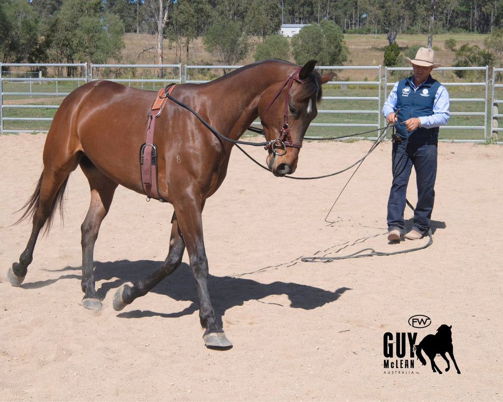  Guy McLean Training Surcingle - designed for educating young horses in Long Lining. Sturdy training surcingle with western rigging and adjustable training d's, designed by Guy McLean for educating young horses in Long Lining.