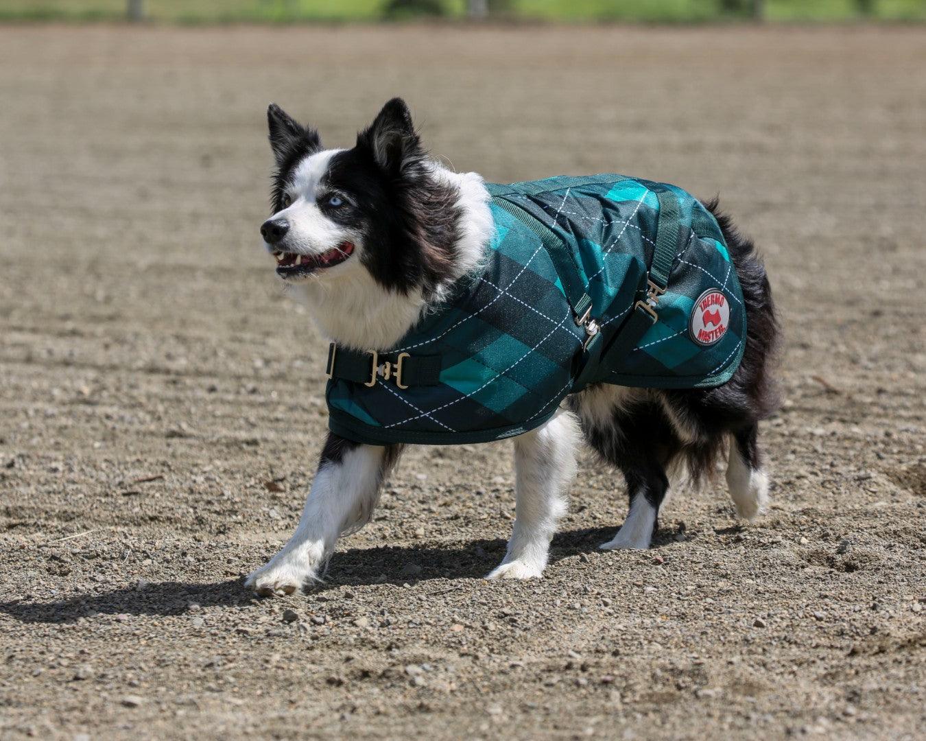 Thermo Master Supreme Dog Coat - Emerald Diamond Greg Grant Saddlery Thermo Master Supreme Dog Coat - Emerald Diamond Greg Grant Saddlery