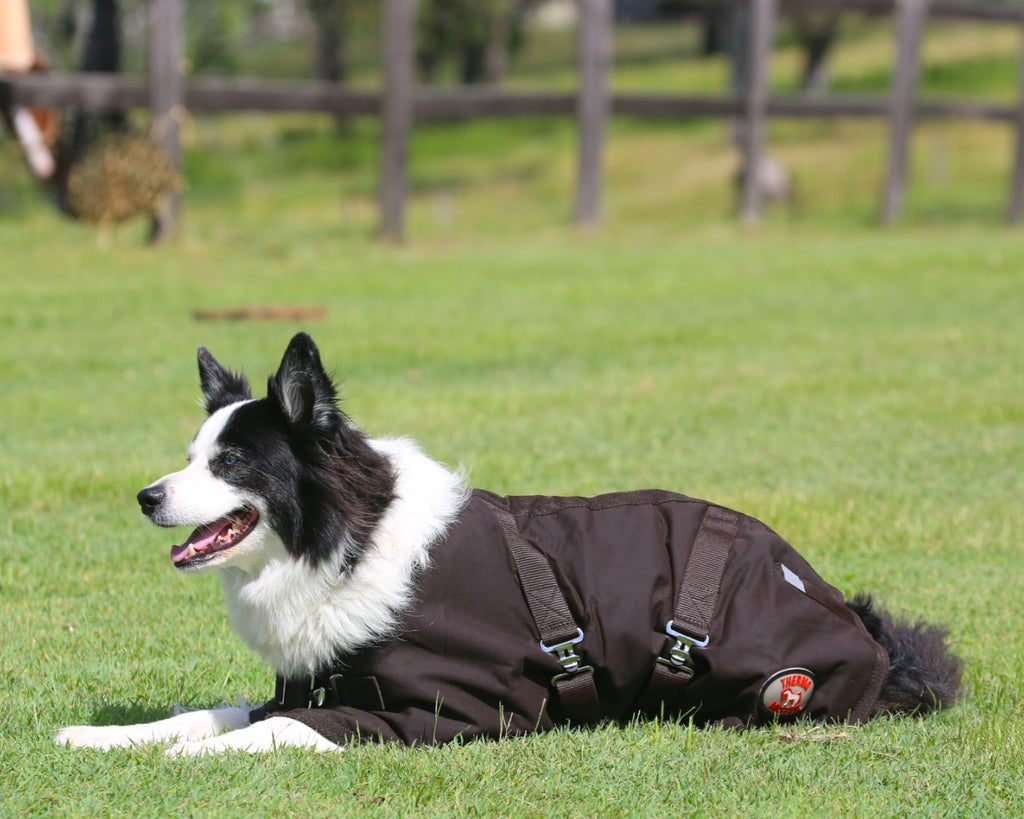 Thermo Master Oilskin Dog Coat - with chest and belly straps