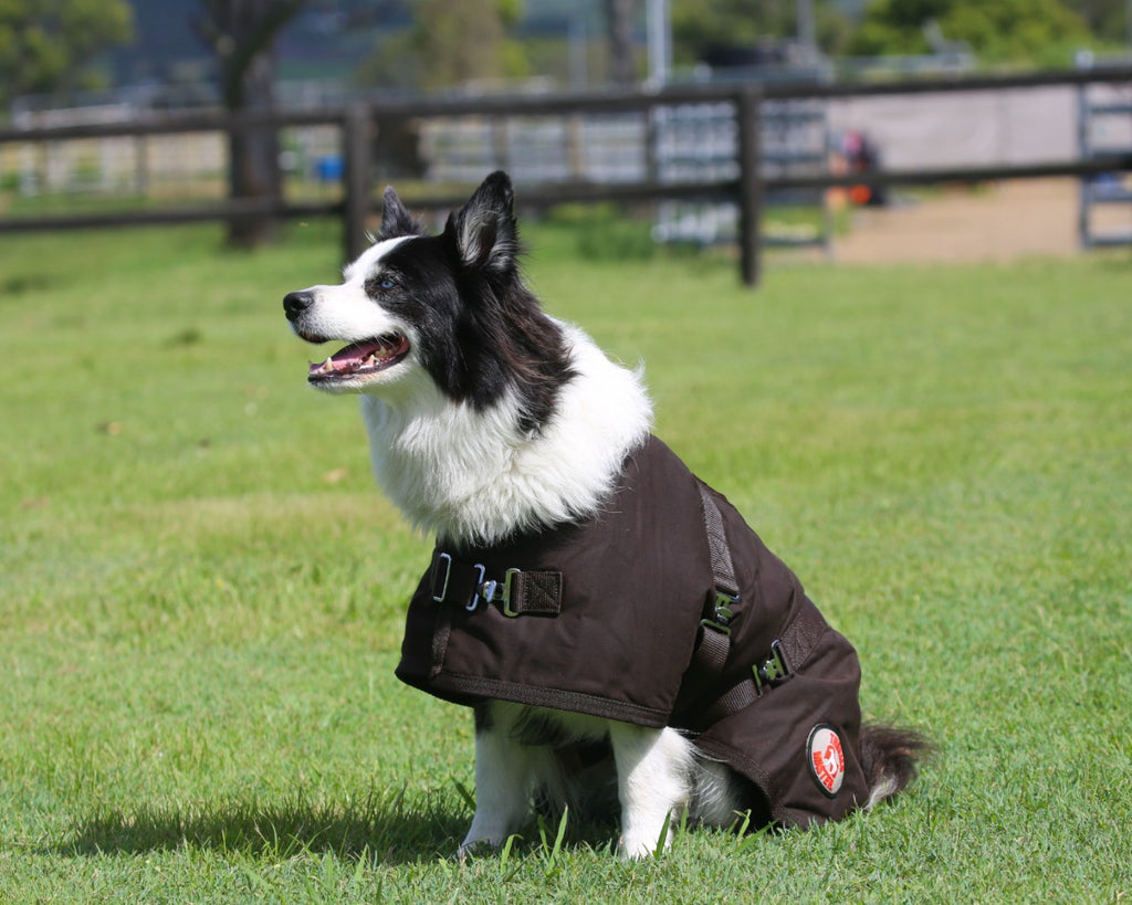 Thermo Master Oilskin Dog Coat with double surcingles