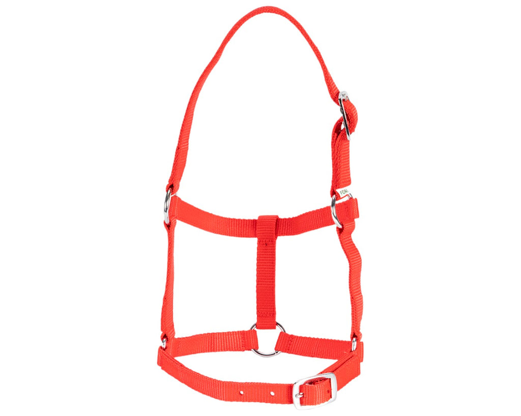 Rancher Economy Foal Halter - Red