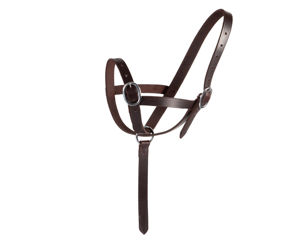 Foal Catching Halter - Sturdy leather halter with catching strap attached