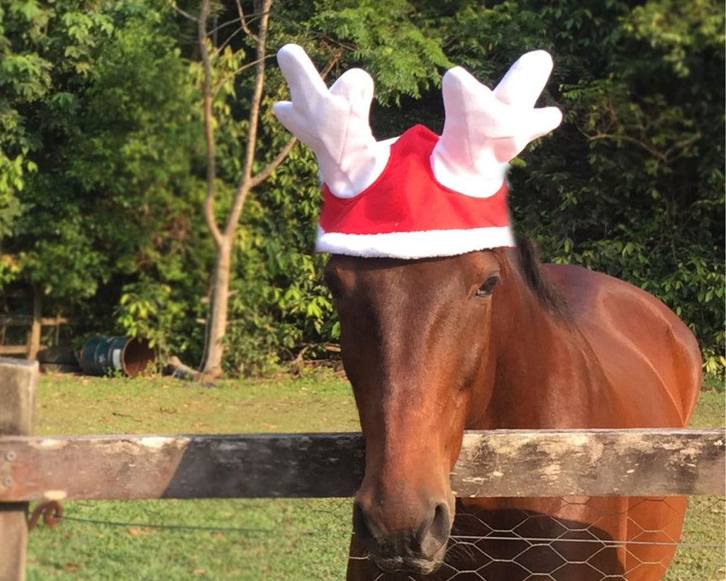Christmas Reindeer Antlers for Horses. Festive holiday accessory for equestrians.